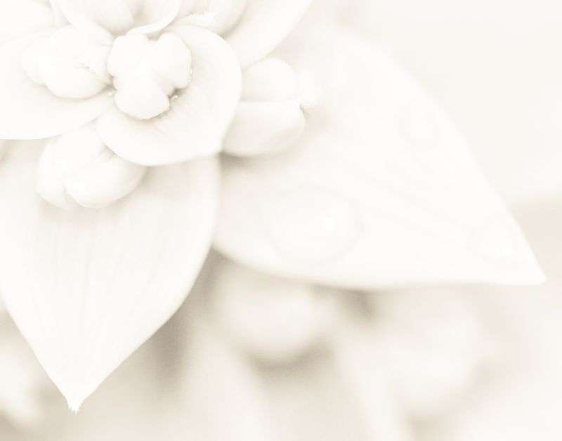 Untitled-design-84 | WEDISTRY BLOG new wedding planner